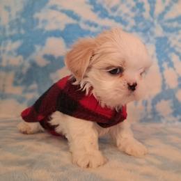 Cloud - White male Shih Tzu puppy in Silver Springs, Nevada from Meadowlyn's Dream Shih Tzu