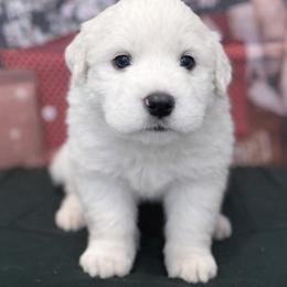 Great Pyrenees Puppies from Outlaw Acres Farm & Kennels