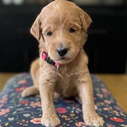 Snow White-Pink - Apricot female Goldendoodle puppy in Bay City, Texas from Charming Doods Goldendoodles