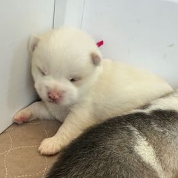 Pink Collar - White female Pomsky puppy in Exeter, Rhode Island from Ocean State Pomskies