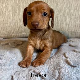 Trevor - Chocolate and tan male Dachshund puppy in Aiken, South Carolina from State Eight Dachshunds