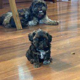 Kermit - Black and white male Cavatzu puppy in Saint Paul, Minnesota from Amy’s Puppy Tzu