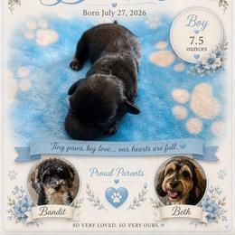 DIESEl - Black male Coton de Tulear puppy in Freeport, Texas from H❤️PE COTONS