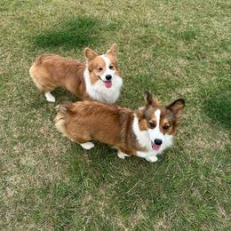 Pembroke Welsh Corgi puppies from Shabby Chic Corgis