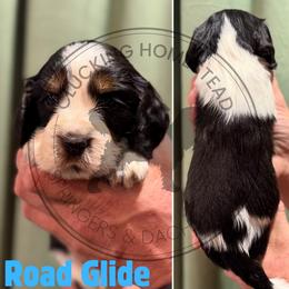 Road Glide - Black white and tan male English Springer Spaniel puppy in Fond Du Lac, Wisconsin from Clucking Homestead Springers & Dachshunds