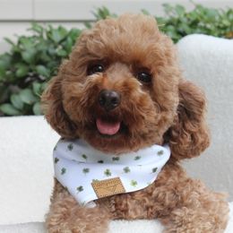 Pixie - Poodle