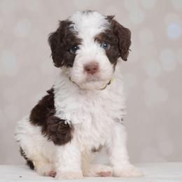 Zeus - Brown and white male Bernedoodle puppy in Guthrie, Oklahoma from Edmond Doodles, LLC