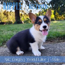 Ripple - Black and tan male Pembroke Welsh Corgi puppy in Pine Village, Indiana from NL Horsemanship