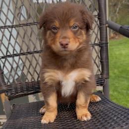 Cadbury - Red tri-color male Australian Shepherd puppy in Windsor, New York from Double B Aussies