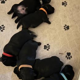 Scottish Terrier puppies from Ballentine Scotties