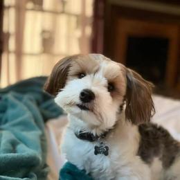 Levi - Morkie