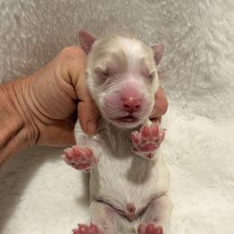 Cream Boy - Cream male Goldendoodle puppy in Twin Falls, Idaho from Magic Valley Family Doodles