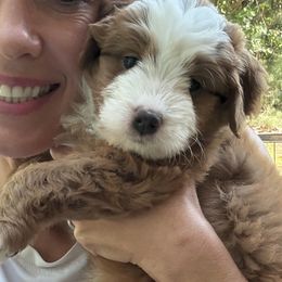 Lady - Red female Bernedoodle puppy in Irmo, South Carolina from Palmetto Bernedoodles Boutique