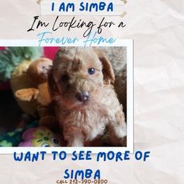 Simba - Brown male Cavapoo puppy in Houston, Texas from PoodleswithLove