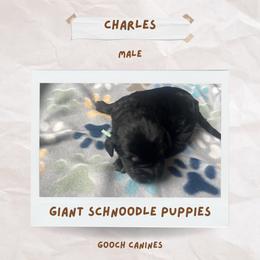 Schnoodle Puppies from Gooch Canines (Giant Schnoodles)