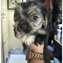Biewer Terrier, Companion Cross, and Morkie Puppies from Puppy Boutique