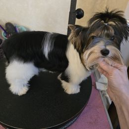 Houston - Black tan and white female Biewer Terrier puppy in Chesapeake, Virginia from Bellissima Biewers & Yorkies