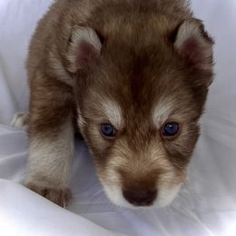 Boy 4- Black Collar - male Siberian Husky puppy in Vanceburg, Kentucky from Happy Home Huskies