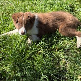 Foxy - Red female Border Collie puppy in Santa Rosa, California from Corona Ranch Collies