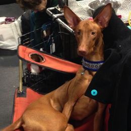 Pharaoh Hound and Portuguese Podengo Pequeno All Grown Up from Kaije Kennels