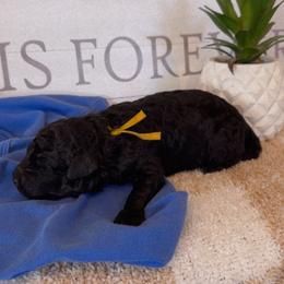 Boy 2 - Black male Bernedoodle puppy in Gilbert, Arizona from LittleLegacyDoodles
