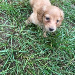 Green collar boy - Red male Dachshund puppy in Eustis, Florida from K8’s Dachshunds