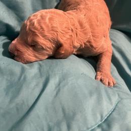 Boy 4 - Apricot male Poodle puppy in Whigham, Georgia from Moonlight Poodles