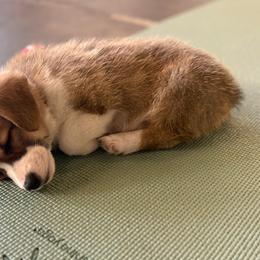 Pembroke Welsh Corgi Puppies from Chrismark