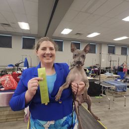 American Hairless Terrier and Pembroke Welsh Corgi All Grown Up from Flipside