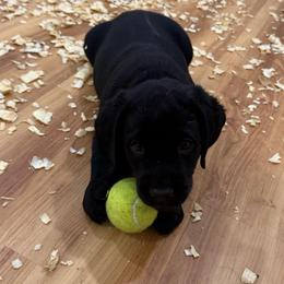 Boy 5 blue collar - Black male Labrador Retriever puppy in Ledyard, Connecticut from Outback Stables