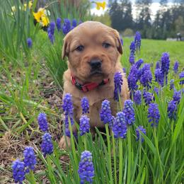 Golden Retriever Puppies from Cedar Life Goldens