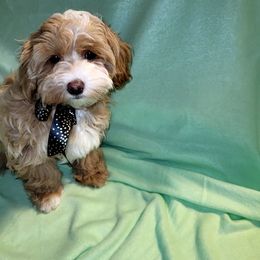 Assorted Doodle Crosses Puppies from Oasis Cotonpoos