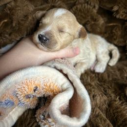Pink - Apricot female Maltipoo puppy in Clover, South Carolina from Cudi’s Buddies