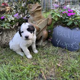 Puddle - Brown and white female Saint Berdoodle puppy in Traverse City, Michigan from Bare Paws Saint Berdoodles