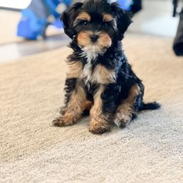 Ash - Black and tan Cavapoo puppy in Idaho Falls, Idaho from Dot & Dash Doodles