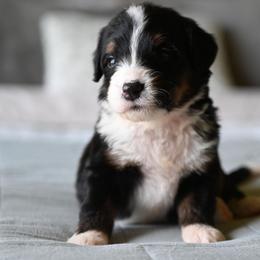Reina - Tri-color female Bernedoodle puppy in Grove, Oklahoma from Grand Lake Poodles & Doodles