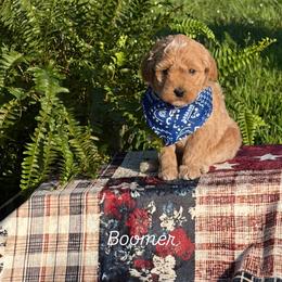 Boomer - Apricot male Goldendoodle puppy in Estesburg, Kentucky from Wet Goldendoodle Kisses