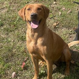 Rosie - Labrador Retriever