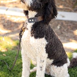 Double Doodle, Goldendoodle, and Labradoodle All Grown Up from The Doodle Ranch-California