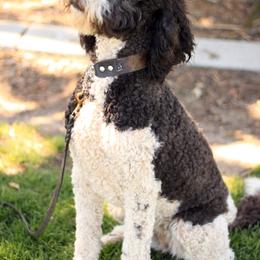 Double Doodle, Goldendoodle, and Labradoodle All Grown Up from The Doodle Ranch-California