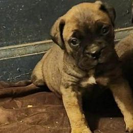 Pink girl - Red female Bullmastiff puppy in South Attleboro, Massachusetts from Bessettes Bullies