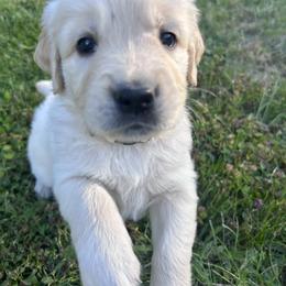 Golden Retriever Puppies from Trillium Spring's Goldens