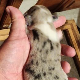Girl 2 - Cardigan Welsh Corgi puppy from Pondside Kennels