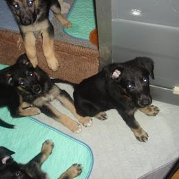 NYE brown collar - Black and tan male German Shepherd puppy in Nye, Montana from Duke AKC Shepherds