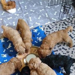 Labradoodle Puppies from Sakura Pups