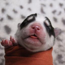 Orange - Gray and white male Siberian Husky puppy in York, Pennsylvania from Spalla Pups