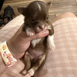 8 - Chocolate and white female Chihuahua puppy in Sherwood, Arkansas from Bartelt Breeders