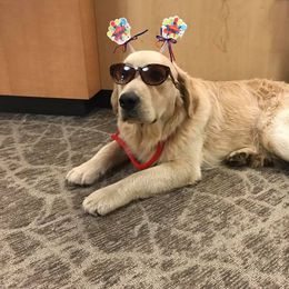 Golden Retriever All Grown Up from Trisha Ferris' Golden Retrievers