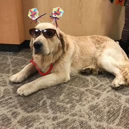 Golden Retriever All Grown Up from Trisha Ferris' Golden Retrievers