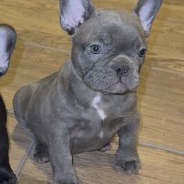 French Bulldog Puppies from A Quality French Bulldogs AZ